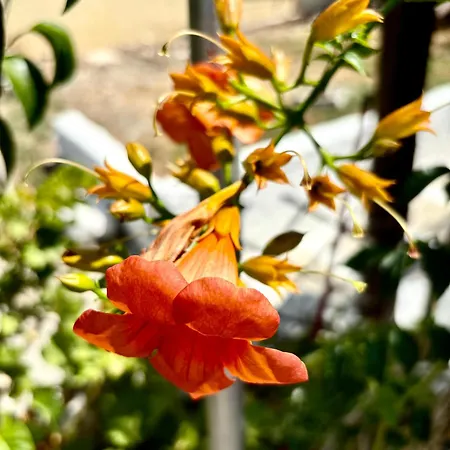 公寓 Traditional Corfiot House